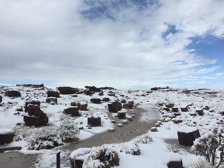 Petrified Forest National Park